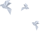 birds